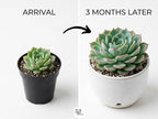 Succulent Plant Pack, Low-Maintenance, Air-Purifying, 2-8 Pack Options | Divine Roots (6, Nursery)