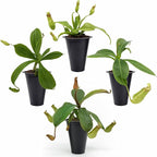 Pitcher Plant Nepenthes Miranda (4 Pack) Rare Nephentes Live Plants-Carnivorous Insect Eating Plant, Indoor Tropical Houseplant, Easy Care Pitcher Plant Live, Starter Size Carnivorous Plant for Indoor