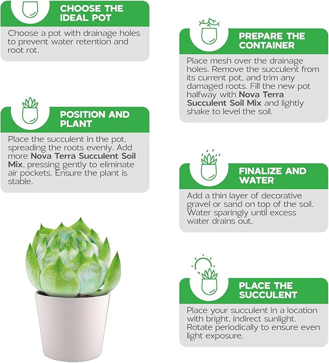 Succulent Soil Potting Mix Succulents Plants Live Succulent pots Potting Soil for Succulents Indoor suculentas Potting
