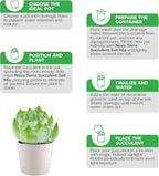 Succulent Soil Potting Mix Succulents Plants Live Succulent pots Potting Soil for Succulents Indoor suculentas Potting