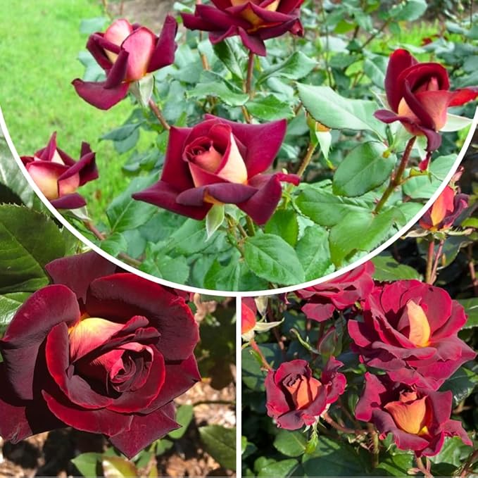 Rose Live Plant, Roses Flower Plant, Fragrant Flower for Planting, 4-6 Inches Tall, Bush Shrub Plants, Well Rooted, Ready to Grow (Deep Red Rose)