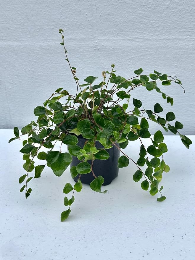 PLANTVERS Live Fern Plant in a 4" Nursey Pot | Low Maintenance Indoor Houseplant | Tropical Air Purifying Green Foliage for Home & Office Decor | Easy-Care Indoor Plant (Button Fern)