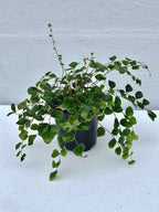 PLANTVERS Live Fern Plant in a 4" Nursey Pot | Low Maintenance Indoor Houseplant | Tropical Air Purifying Green Foliage for Home & Office Decor | Easy-Care Indoor Plant (Button Fern)