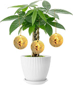 Money Tree Live Plants, Easy to Grow Indoor Houseplants in 4-Inch White Plastic Pot, with Decorative Card B