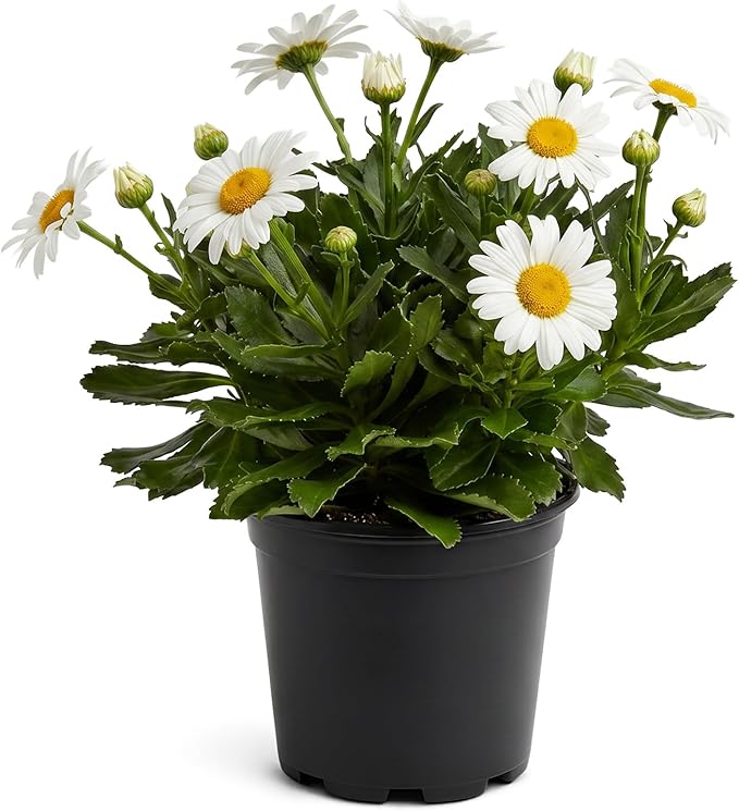Shasta Daisy - Live Flowering Perennial (2 Per Pack), Blooms Spring and Summer, 10" Tall by 4" Wide in 1.6 Pt Pot