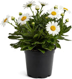 Shasta Daisy - Live Flowering Perennial (2 Per Pack), Blooms Spring and Summer, 10" Tall by 4" Wide in 1.6 Pt Pot
