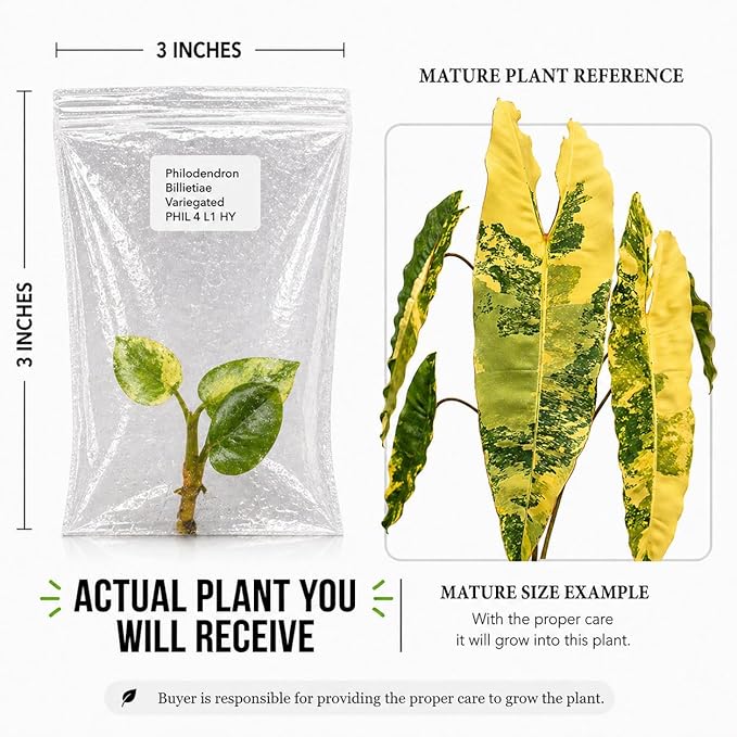 Rare Variegated Philodendron Billietiae Tissue Culture Starter Plant, Easy Care Live Plants, Plants Live Houseplants for Collectors, Tropical Indoor Plants