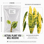 Rare Variegated Philodendron Billietiae Tissue Culture Starter Plant, Easy Care Live Plants, Plants Live Houseplants for Collectors, Tropical Indoor Plants