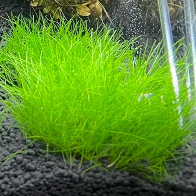 21 Stems of Aquarium Plants Live, Dwaft Hairgrass Grass Plants Live, Live Aquarium Plants, 4 to 6 Inc Tall Seedling for Planting Pond, Aquarium Grass Plants