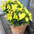 CITYES 4 Pcs Artificial Flowers Outdoor Impatiens UV Resistant Silk Impatiens Flowers Yellow Faux Flowers Impatiens Bushes Artificial Impatiens for Pot Patio Lawn Garden Hanging Basket Porch Decor