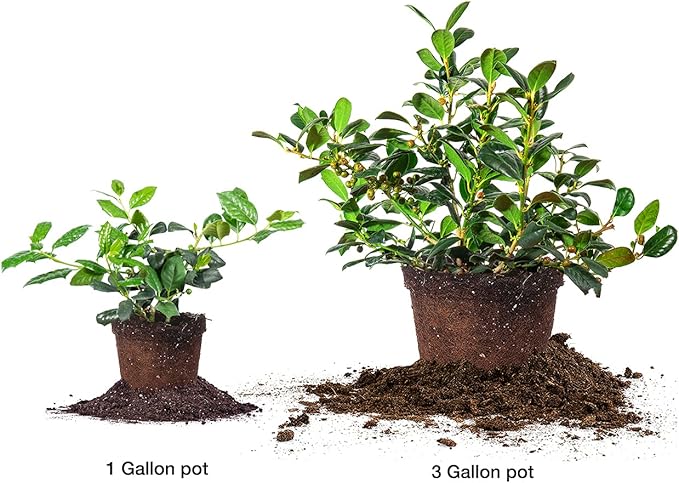 PERFECT PLANTS Nellie Stevens Holly 1 Gal. Pot | Fast Growing Privacy Evergreen| Easy to Maintain, Glossy Green Foliage