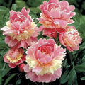 Marde Ross & Company Sorbet Peony - Rose, Pink, White, and Cream - Fluffy Bomb Variety Bare Root | Live Peony Bare Root Plant
