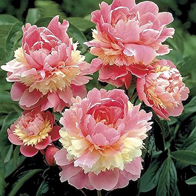 Marde Ross & Company Sorbet Peony - Rose, Pink, White, and Cream - Fluffy Bomb Variety Bare Root | Live Peony Bare Root Plant