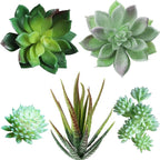 Supla 5 Pcs Assorted Artificial Succulents Plants Unpotted Small Green Cactus Echeveria Picks Fake Succulents Bulk for Succulent Garden Centerpiece Wreath Floral Arrangement Indoor Outdoor Home Décor