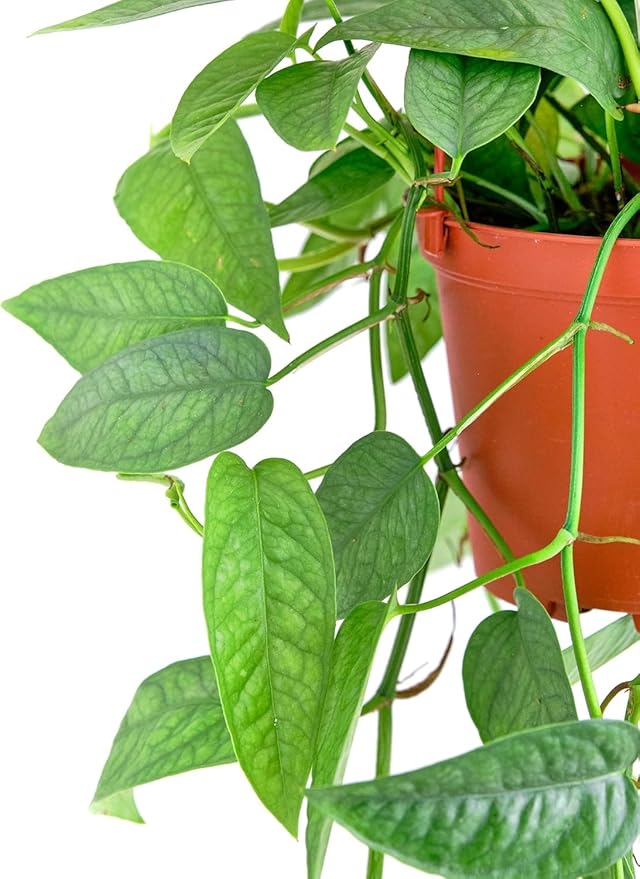 Shop Succulents Epipremnum Pinnatum Cebu Blue Hanging Plant, Live Indoor Plant, Easy Care Hanging Ivy Houseplant in Nursery Pot, Air Purifying Plant in Soil, Housewarming, Home Décor, Hanger Included