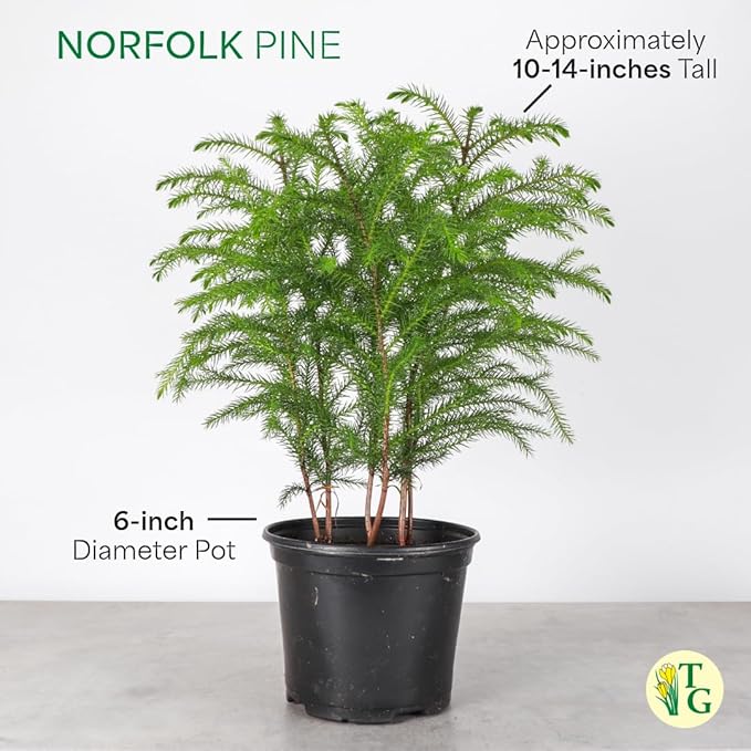 Thorsen's Greenhouse Live Norfolk Island Pine Plant, Christmas Greenery Gift or Decor, Air Purifying Premium Indoor Houseplant, Mature 4" Diameter Pot (Navy, 6-inch Pot)