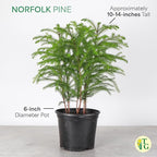 Thorsen's Greenhouse Live Norfolk Island Pine Plant, Christmas Greenery Gift or Decor, Air Purifying Premium Indoor Houseplant, Mature 4" Diameter Pot (Chocolate, 6-inch Pot)