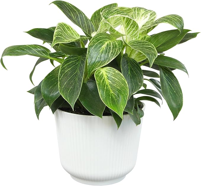 Variegated Philodendron Birkin House Plant Gift & Decor, Powerful Air Purifying Plant, Easy to Grow, Upright Philodendrons, Popular Live Indoor Plants, Includes 6" White Décor Pot, Unique Houseplants