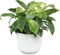 Variegated Philodendron Birkin House Plant Gift & Decor, Powerful Air Purifying Plant, Easy to Grow, Upright Philodendrons, Popular Live Indoor Plants, Includes 6" White Décor Pot, Unique Houseplants