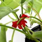 Goaste 100 Pack Plant Training Clips, 90 Degrees Plant Stem Bender, Low Stress Plant Branch Trainer Clips for Flowers, Vegetables (Circle Style,Red)
