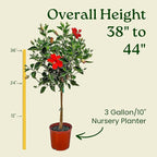 Live Hibiscus Plant - Tropical Flowering Tree Plant - Red President - Overall Height 38" to 44" - Tropical Plants of Florida (Plant Only)