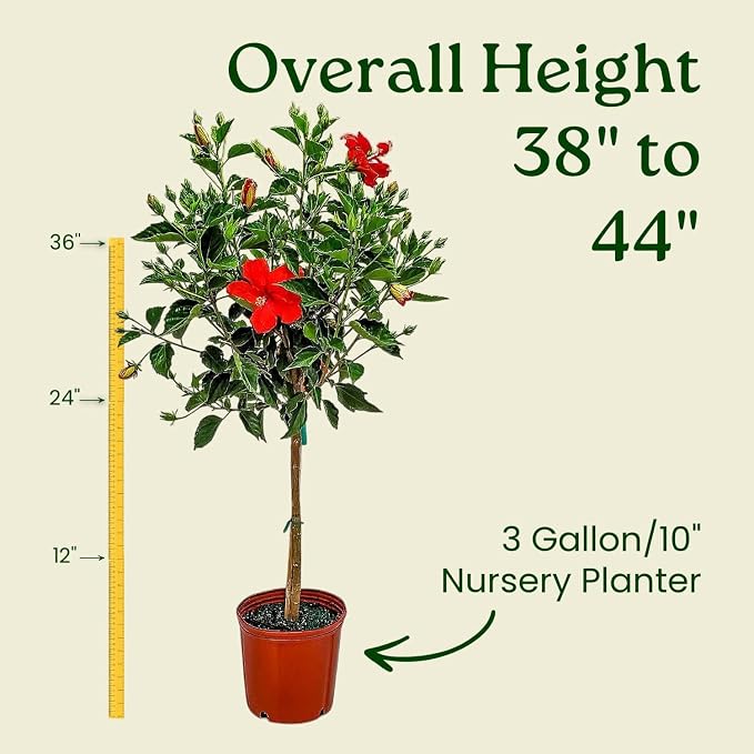 Live Hibiscus Plant - Tropical Flowering Tree Plant - Red President - Overall Height 38" to 44" - Tropical Plants of Florida (Plant Only)