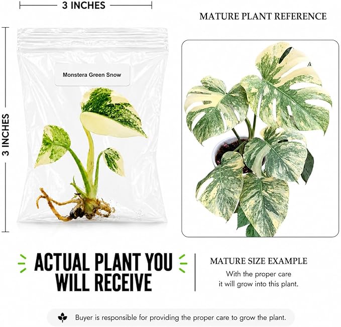 Monstera Green Snow Tissue Culture Starter Live Plant, Rare Monstera Plant, Tropical Indoor Plant, Live Plants Indoor, Tissue Culture Houseplants, Exotic Plants for Collectors and Beginners