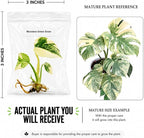 Monstera Green Snow Tissue Culture Starter Live Plant, Rare Monstera Plant, Tropical Indoor Plant, Live Plants Indoor, Tissue Culture Houseplants, Exotic Plants for Collectors and Beginners