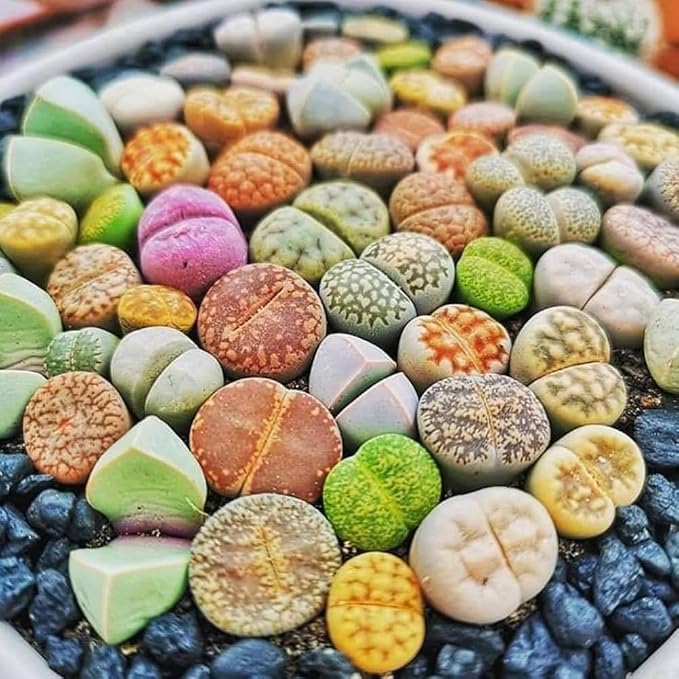 20 Multicolor Lithops Plants Live, Mix Lithops Succulents Plants Live, Rare Living Stones Indoor Outdoor Plant, Bare Root Without Pot and Soil