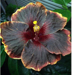 20PCS Rare Black Pink Purple Hibiscus Seeds"Black Rainbow" Giant Flower Tropical Seeds Hibiscus Tree Seeds for Flower Potted Plants
