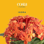 Costa Farms Ixora Maui Red (Jungle Flame) Live Outdoor Plant, Flowering Tropical Shrub, 24-36 Inches Tall, Attracts Butterflies, Full Sun Live Houseplant