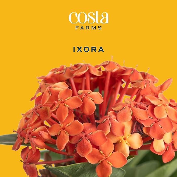 Costa Farms Ixora Maui Red (Jungle Flame) Live Outdoor Plant, Flowering Tropical Shrub, 24-36 Inches Tall, Attracts Butterflies, Full Sun Live Houseplant