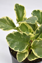 Live 6 Inch Peperomia Growers Choice 3-Pack in Nursery Grower Pot | Easy-Care Indoor Houseplant for Home and Office Decor | Air-Purifying Plant Gift