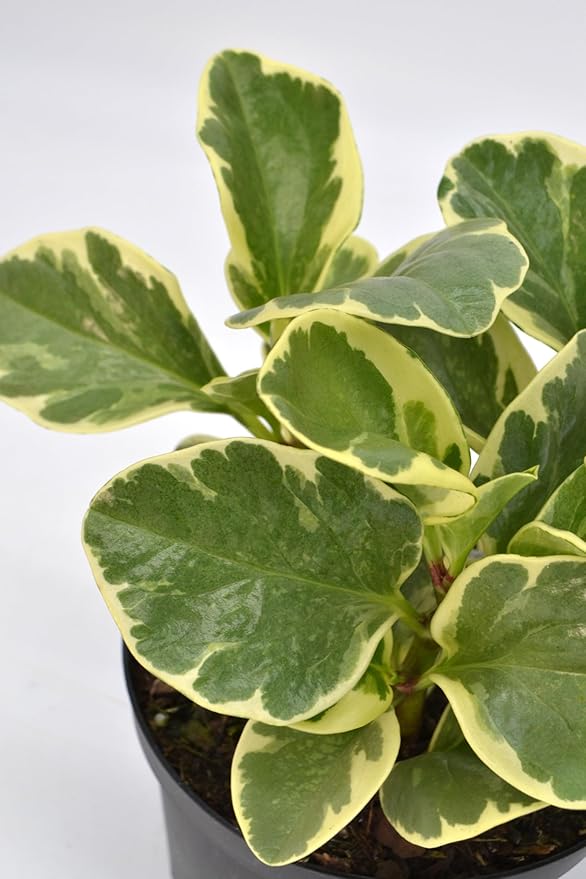 Live 6 Inch Peperomia Growers Choice 3-Pack in Nursery Grower Pot | Easy-Care Indoor Houseplant for Home and Office Decor | Air-Purifying Plant Gift