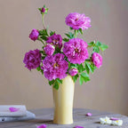 Double Peony Hibiscus grandiflorus Seeds for Planting, 206+pcs Rare Perennial Giant Hibiscus Grandiflorus Flower Seeds Plants, Non-GMO Heirloom Beauty Blooms Flowers for Home Garden Outdoors