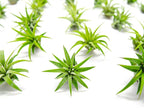 Fairy Garden Tillandsia Air Plants Live Indoor Plants (50PK), Terrarium Plants Live Houseplants Fairy Garden Accessories, Live Plants Indoor Fairy Garden Kit, Air Plant Lover Gifts by Plants for Pets