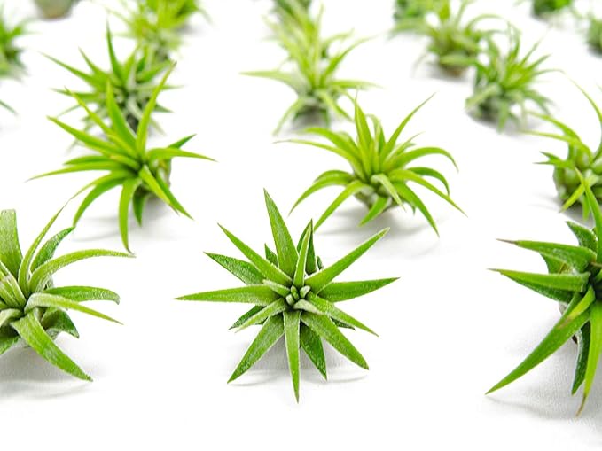 Fairy Garden Tillandsia Air Plants Live Indoor Plants (75PK), Terrarium Plants Live Houseplants Fairy Garden Accessories, Live Plants Indoor Fairy Garden Kit, Air Plant Lover Gifts by Plants for Pets