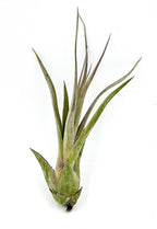 ragnaroc Live Air Plant – Tillandsia Capiput, Jumbo 6-9” - 1ct - Live Arrival Guaranteed - House Plants for Home Decor & Gift