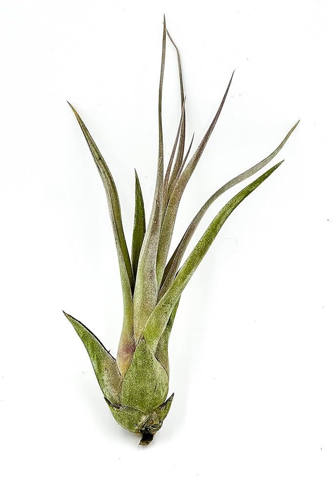 ragnaroc Live Air Plant – Tillandsia Capiput, Jumbo 6-9” - 5 ct - Live Arrival Guaranteed - House Plants for Home Decor & Gift
