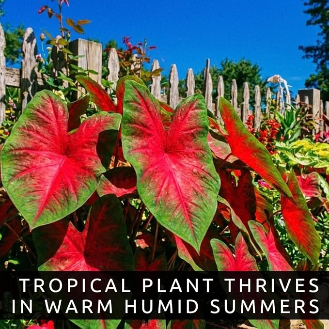 Caladium Buck (6 Bulbs) - Elegance for Shady Gardens - Perennial Hosta, Elephant Ears