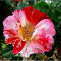 Fragrant Rose Plant Live Bush Shrub or Climbing, Old-Fashioned Roses Summer Rebloomer in 2.5 Inch Pot, Lanscape Rose Plant (Assorted) (Fourth of July)