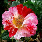 Fragrant Rose Plant Live Bush Shrub or Climbing, Old-Fashioned Roses Summer Rebloomer in 2.5 Inch Pot, Lanscape Rose Plant (Assorted) (Fourth of July)