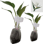 Bird of Paradise - White - Strelitzia Nicholai. (2 White BoP in Sac)
