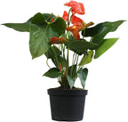 Orange Anthurium Live Plant (Approx. 16-19" Tall), Real Flowers/Unique House Plants in 6" Nursery Pot, Floral Desk Plant, Air Purifying Plants & Cool Gifts for Plant Lovers by Plants for Pets