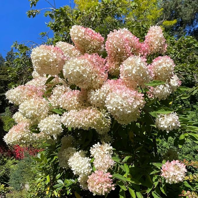 Hydrangea Live Plant, 6-12 Inch Tall, Hardy Flowering Shrub in 2.5" Pot, Outdoor Garden Hydrangea Bush (Pink White Hydrangea)