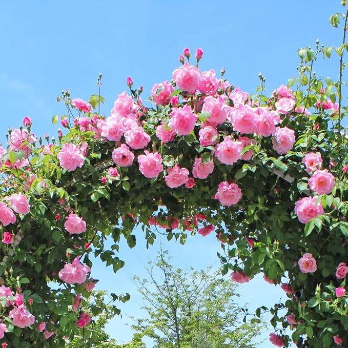 Pink Blossom Climbing Rose Live Plant, Can Grow As Rose Bushes Shrubs, Fragrant Ready to Plant, Starter Size, 5 to 10 Inc Tall, Dormant in Winter