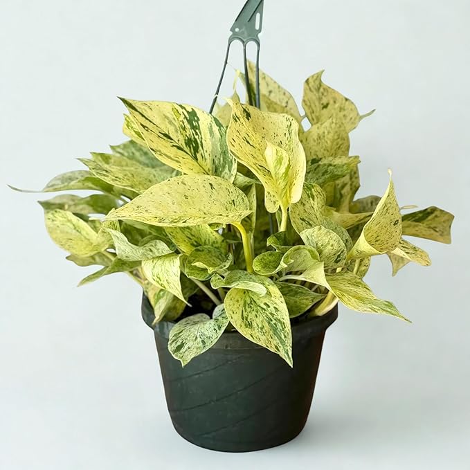 Pothos Snow Queen Live Plant – Easy Care Variegated Houseplant for Beginners – Rare Indoor Hanging Vine Plant – Air Purifying Epipremnum Starter Plant Gift for Home & Garden (Heat Pack Included)