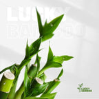 3 Stalks Lucky Bamboo Plants Indoor Live - Multi-Height Set (2x4 & 1x6) for Good Luck & Prosperity - Easy Care Houseplant, Home Office Decor Gift Ready