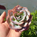 Succulents Plants Live Echeveria Perle von Nürnberg,Mini Succulents Red 3 inches Mini Succulents,Bare Root Without Pot,Succulent Plant Live Decoration Plant Gifts (Blue Swan)
