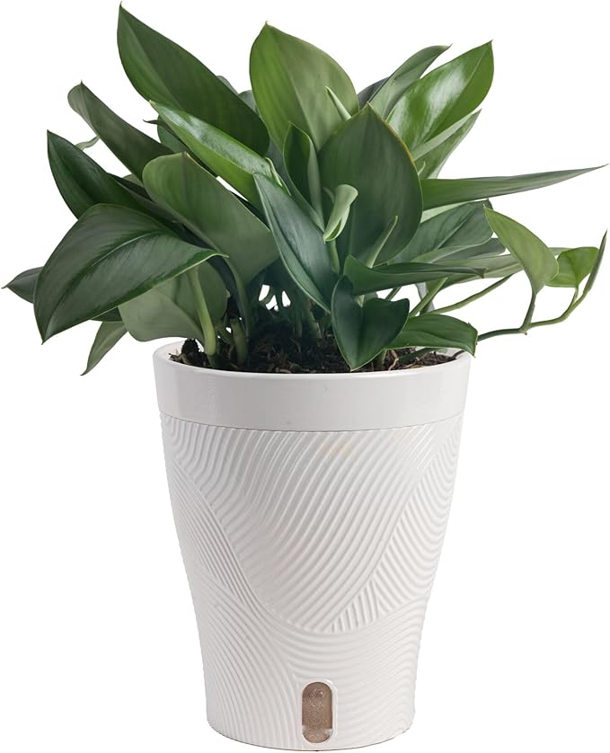 Costa Farms Sterling Silver Scindapsus Live Plant in Self Watering Pot, Indoor Houseplant, Perfect for Home, Room, or Office Decor, Great House Warming or Birthday Gift, 9-12 Inches Tall